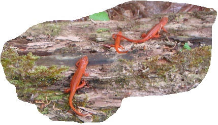 ORANGE SALAMANDER - TREE